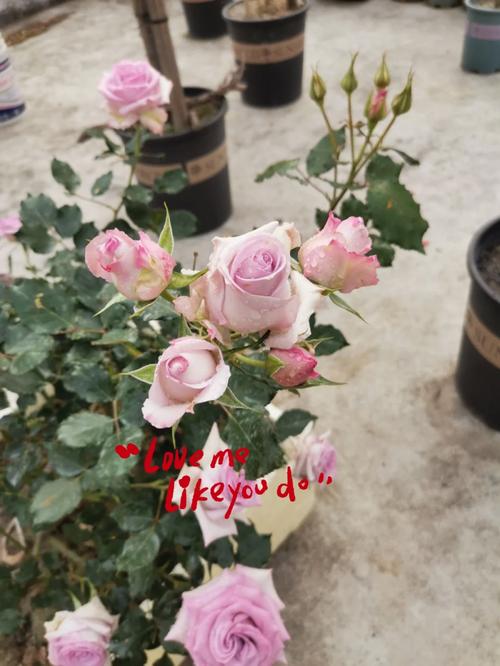 海洋之心花语「海洋之心的表白句子英语翻译」 海洋之心花语「海洋之心的表白句子英语翻译」 撩妹套路