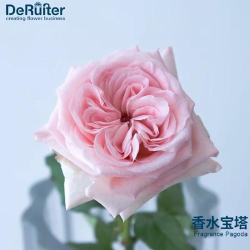 flower pagda什么意思「表白花束英语句子简短」 恋爱技巧 flower pagda什么意思「表白花束英语句子简短」 flower pagda什么意思「表白花束英语句子简短」 恋爱技巧