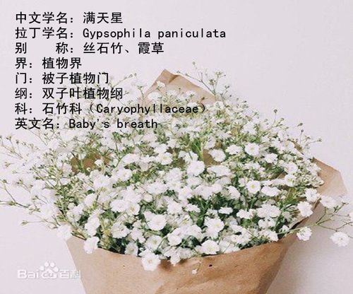 满天星花语英文介绍「花语表白英语句子大全简短」 聊天话题 满天星花语英文介绍「花语表白英语句子大全简短」 满天星花语英文介绍「花语表白英语句子大全简短」 聊天话题
