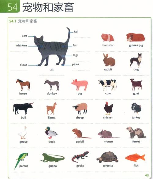 饲养的英语单词是什么「家养英文」 饲养的英语单词是什么「家养英文」 撩妹套路
